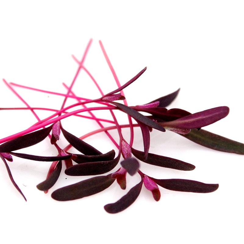 Loboda červená, Orach red Atriplex Hortensis 5 kg